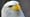 DUFFEL BLOG PRESENTS: An American Bald Eagle gives your weekend safety brief