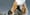 Air Force deploys Giant Military Cats to defeat Chinese balloons