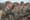 Company first sergeant needs six volunteers for martial law detail