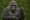 This Gorilla learned sign language, and immediately told everyone it went to West Point