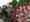 French military surrenders to coronavirus