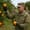 National Guard mobilized to pick fruit